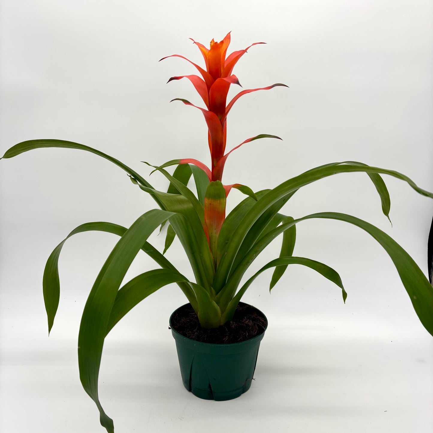 Bromelaid Guzmania