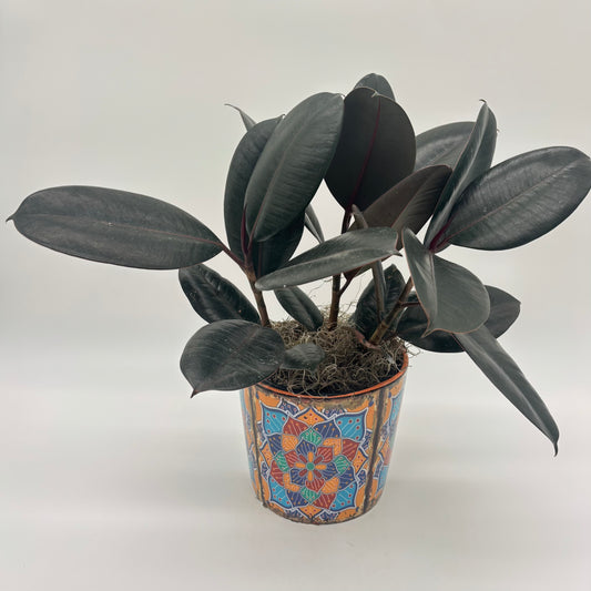 Burgundy Rubber Tree Plant