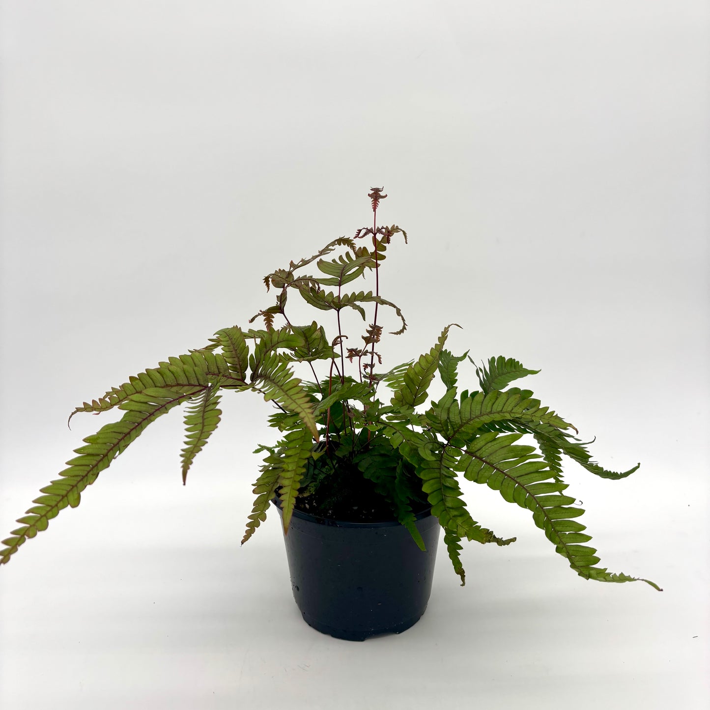 Fern Maidenhair Bronze Venus