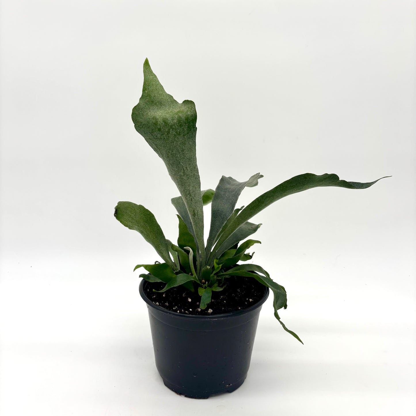 Fern Staghorn