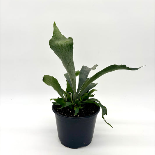 Fern Staghorn