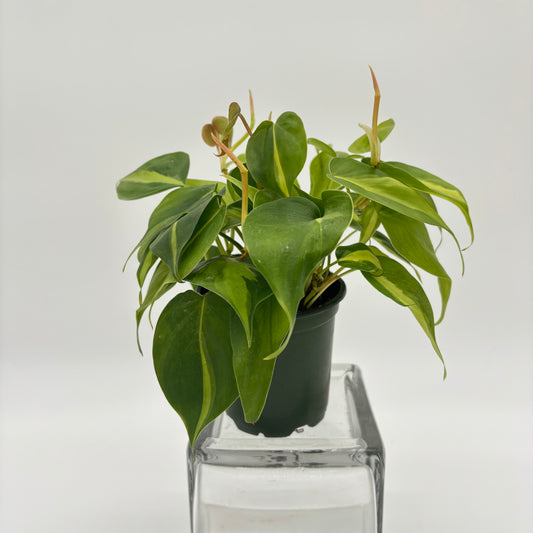 Heart-leaf Philodendron Plant