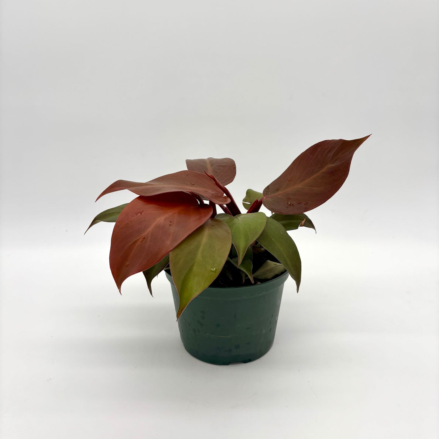 Philadendron McColley's Finale