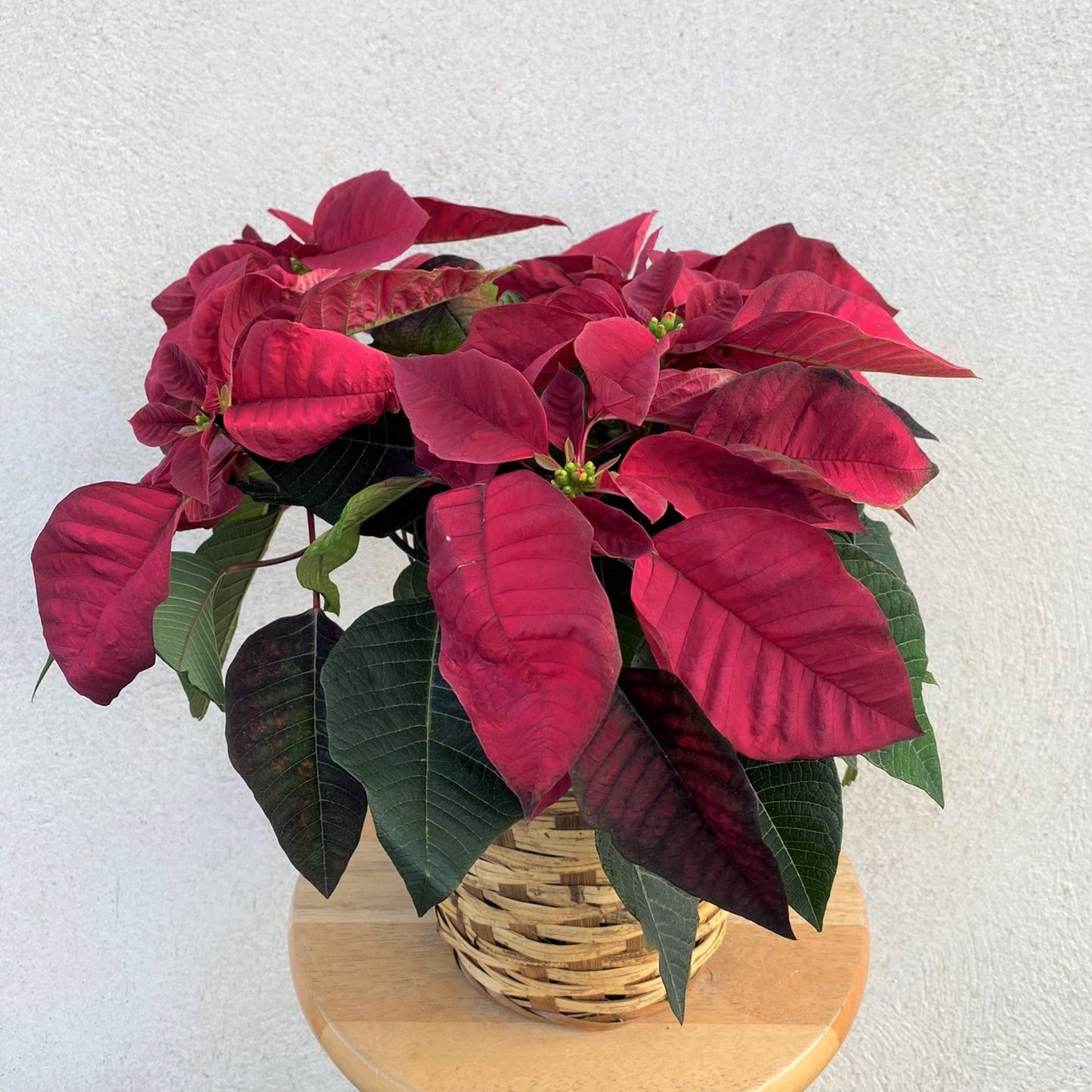 Red Poinsettia