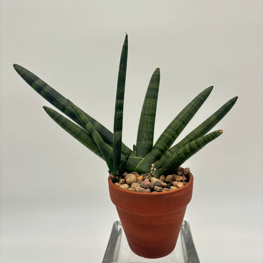 Starfish Sansevieria Plant