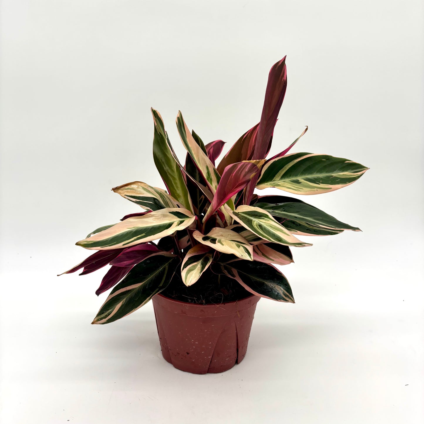 Stromanthe Triostar